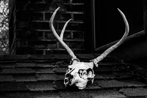 abandoned-antler-antlers-992731.webp