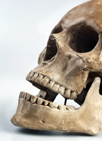 anatomy-bone-cranium-46510.webp