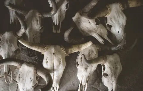 bones-cattle-heads-1213045.webp