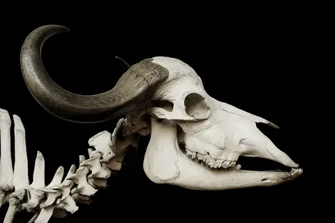 cow-skull-horn-skeleton-73824.webp